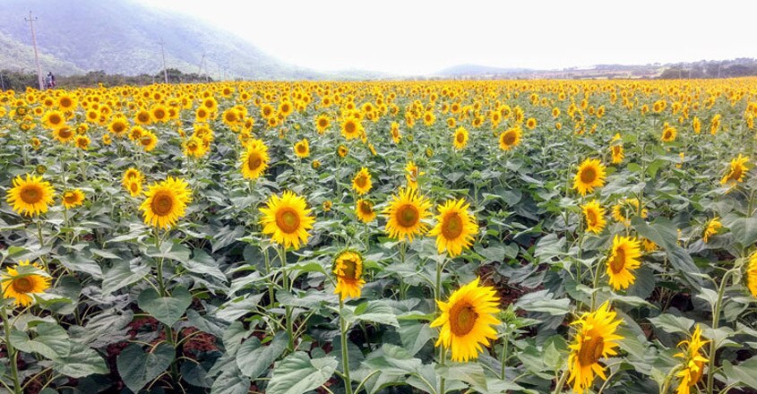 SUNFLOWER-feild SUNFLOWER-feild