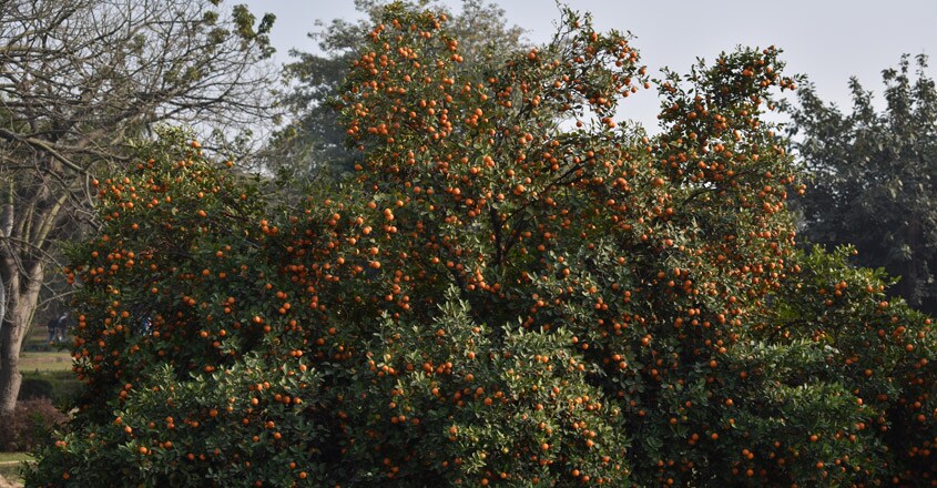 nagpur-orange-city1 nagpur-orange-city1