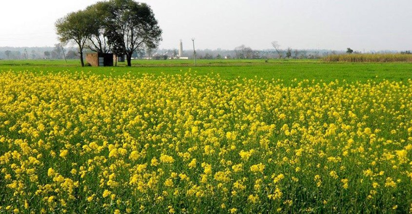 punjabiyat-farm-house punjabiyat-farm-house