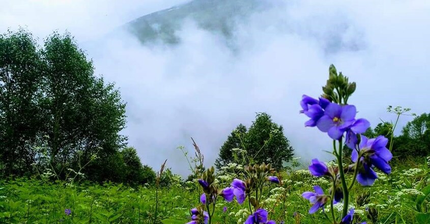 valley-of--flower1 valley-of--flower1