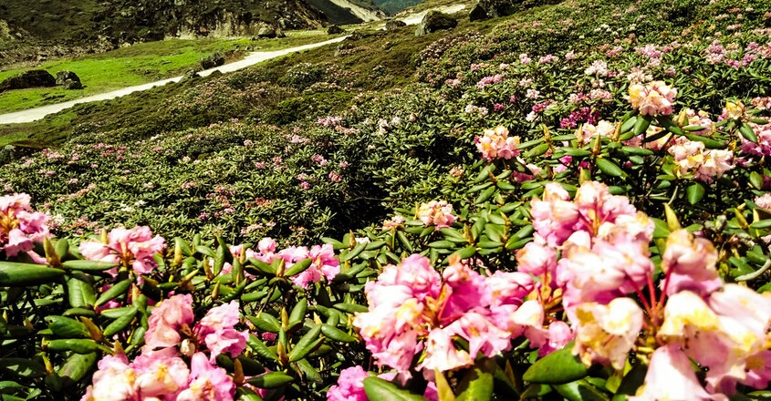 yumthang-valley yumthang-valley