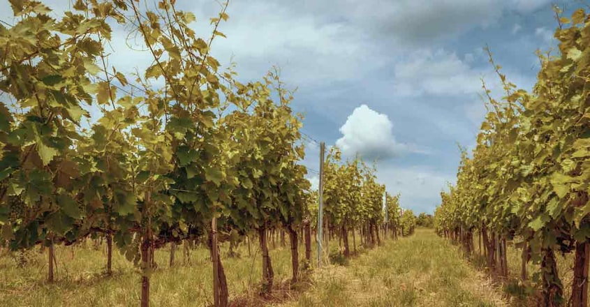 Big-Banyan-Vineyard1 Big-Banyan-Vineyard1