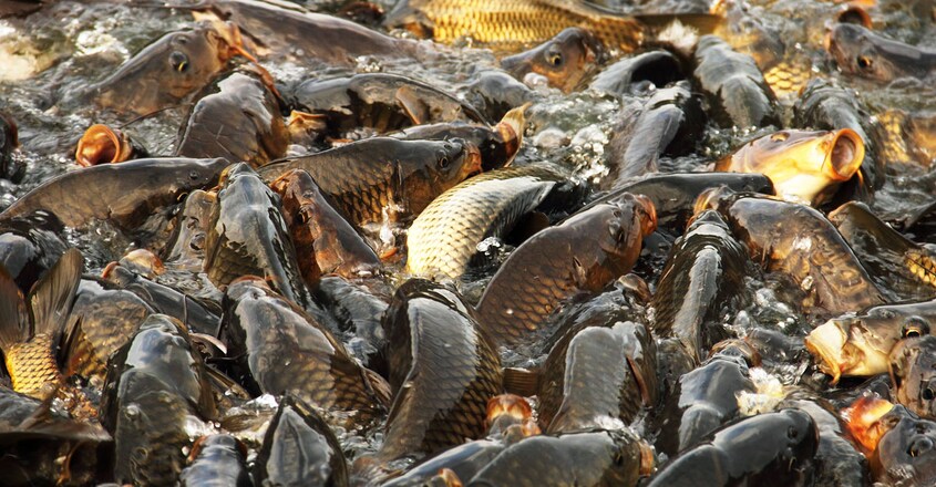 fishing-himachal-pradesh fishing-himachal-pradesh