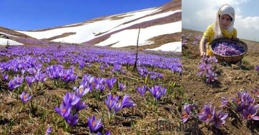 Saffron-Fields-in-Kashmir Saffron-Fields-in-Kashmir