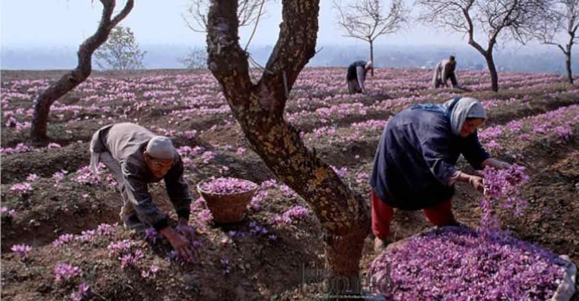 Saffron-Fields-in-Kashmir1 Saffron-Fields-in-Kashmir1
