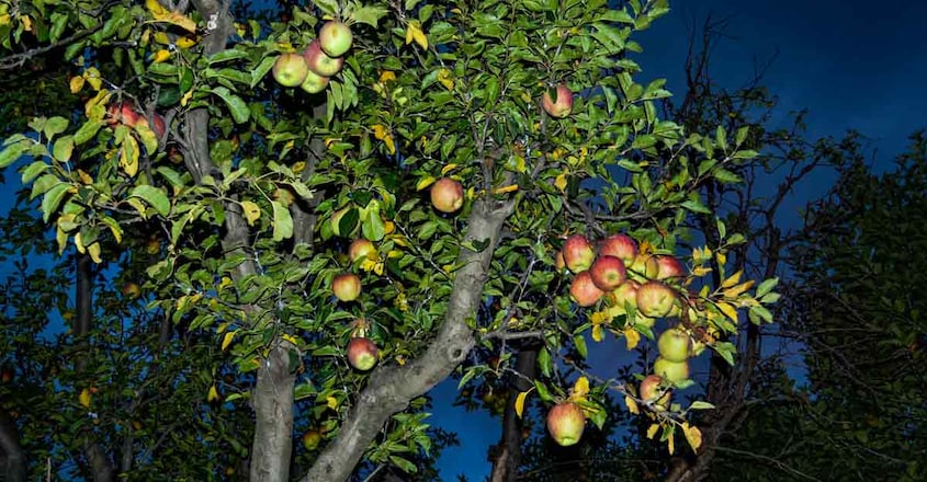 himachal-apple himachal-apple