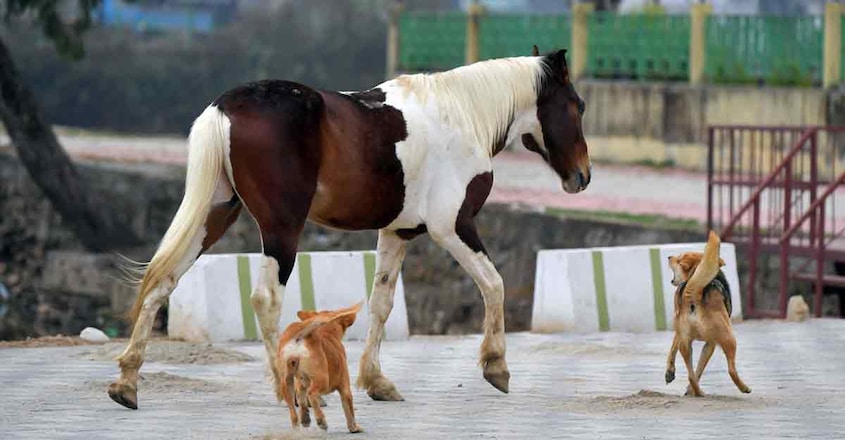 10mirik-dogs-fight 10mirik-dogs-fight