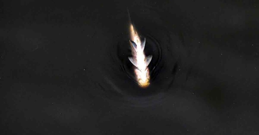 8mirik-fish-die 8mirik-fish-die