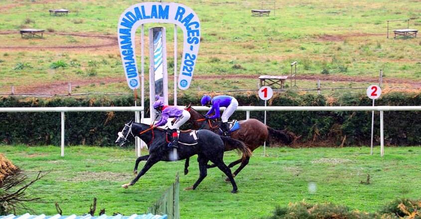 horse-5 horse-5