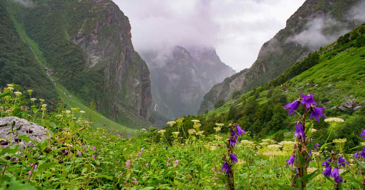 Долина цветов, Уттаракханд, Индия