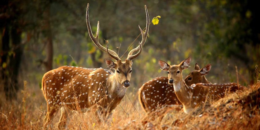 Panna-National-Park Panna-National-Park