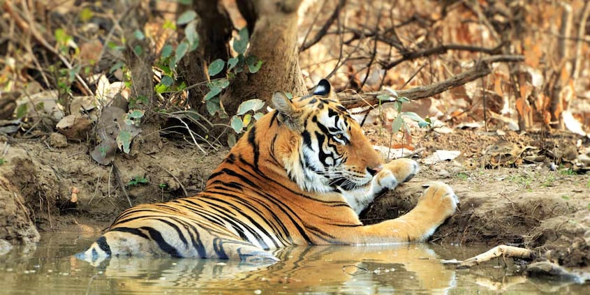 Panna-National-Park1 Panna-National-Park1