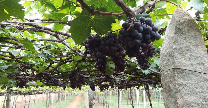 grape-vineyards grape-vineyards