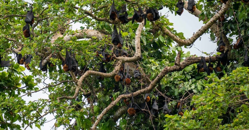 bat-island1 bat-island1