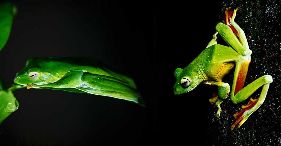 frog-travel frog-travel