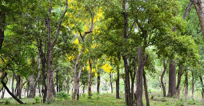 Marayoor-Sandalwood-Forest1 Marayoor-Sandalwood-Forest1