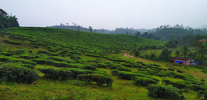 Wayanad2 Wayanad2