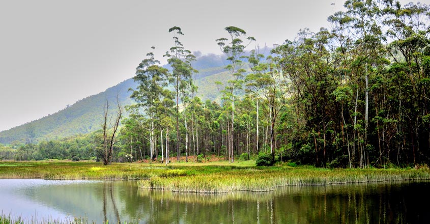 munnar-silentvalley3 munnar-silentvalley3