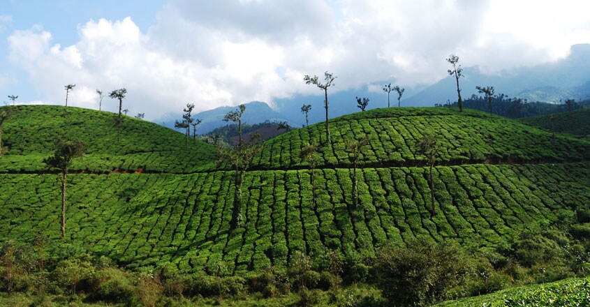 വയനാട് വയനാട്