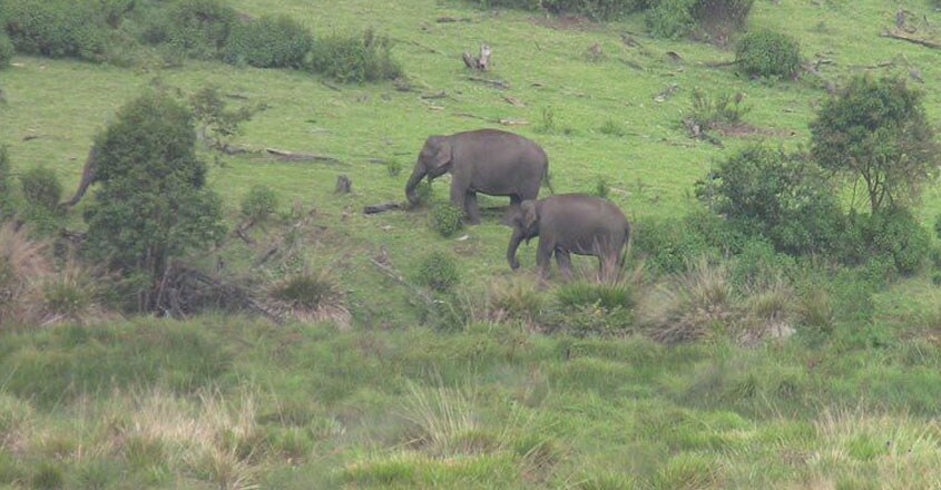 munnar-trip6 munnar-trip6