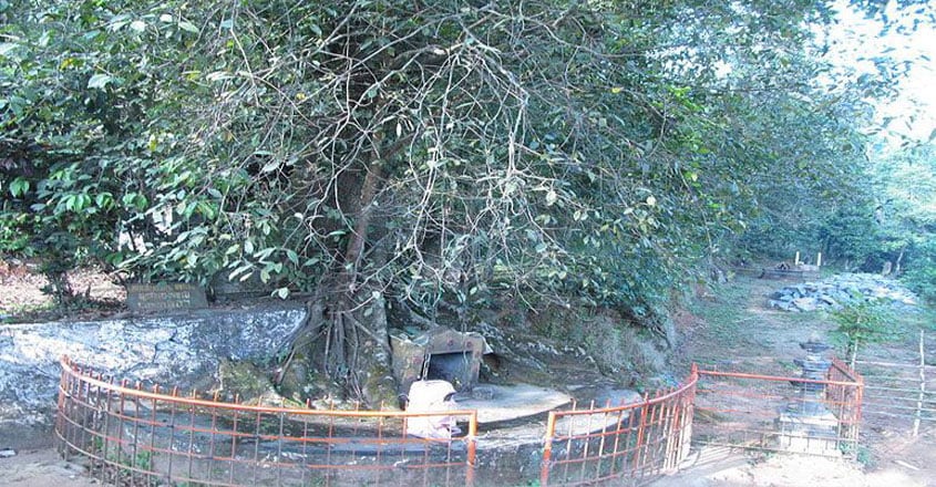 WAYANAD--Changala_maram WAYANAD--Changala_maram