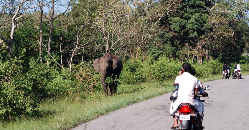 elephant-trip elephant-trip