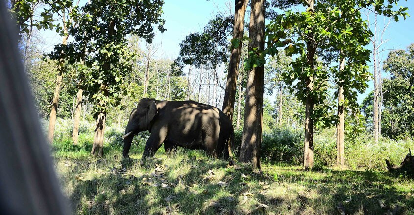 elephant-trip1 elephant-trip1