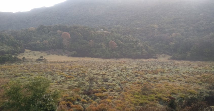 pampadum-shola-national-park pampadum-shola-national-park
