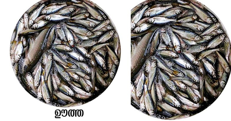 KOTTAYAM5 KOTTAYAM5