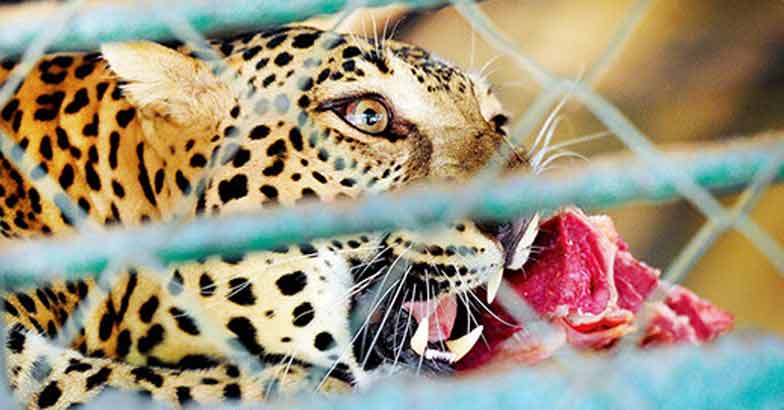 thrissur-zoo thrissur-zoo