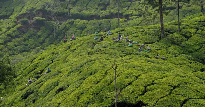 Munnar Tea Estate Munnar Tea Estate