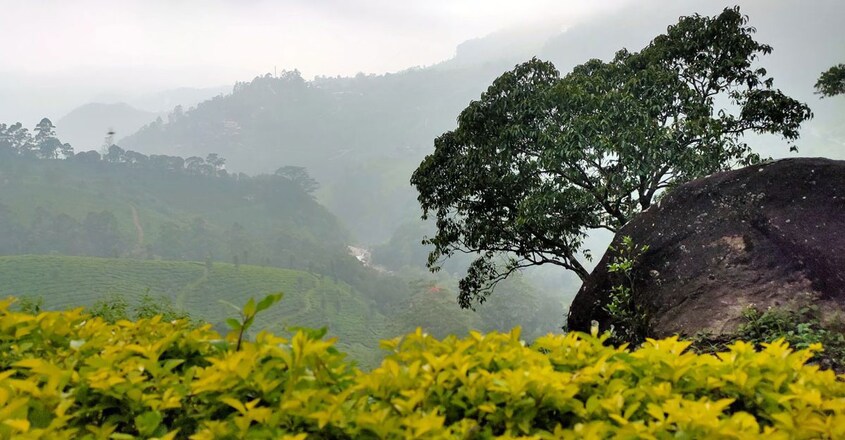 munnar4 munnar4