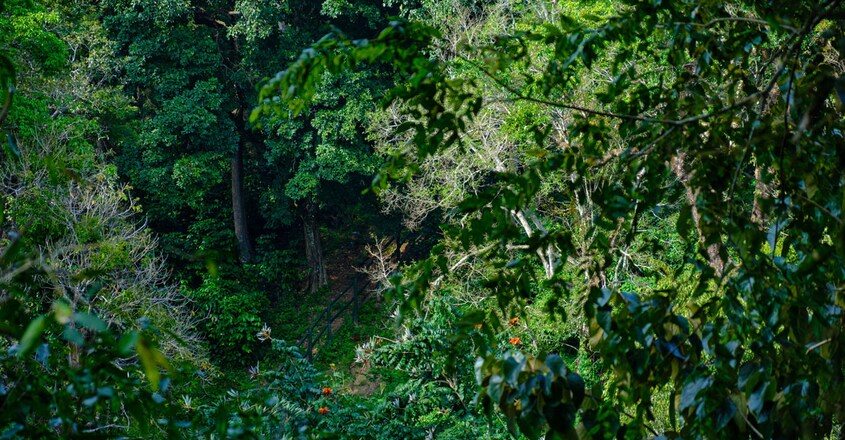 Wayanad-Wildlife-Resort Wayanad-Wildlife-Resort