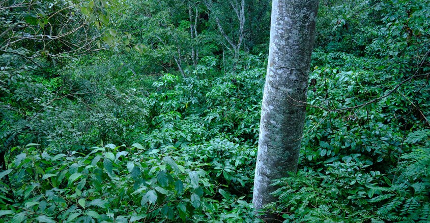 Wayanad-Wildlife-Resort3 Wayanad-Wildlife-Resort3
