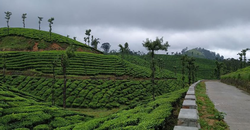 nallamudi-pooncholai3 nallamudi-pooncholai3
