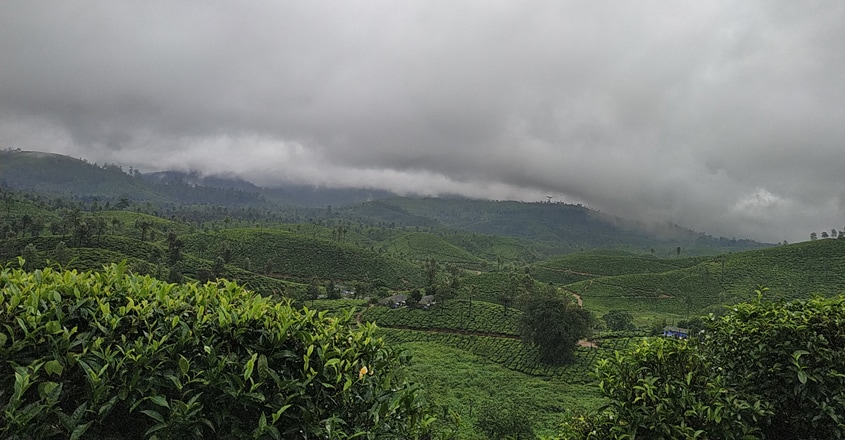 nallamudi-pooncholai nallamudi-pooncholai