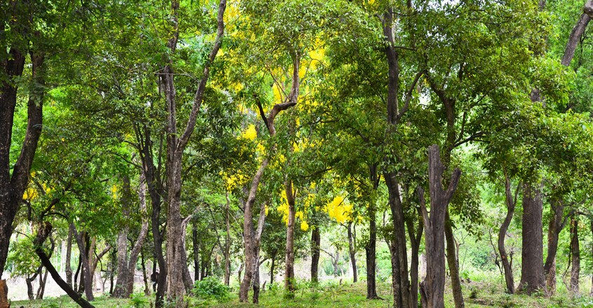 marayoor-sandalwood marayoor-sandalwood