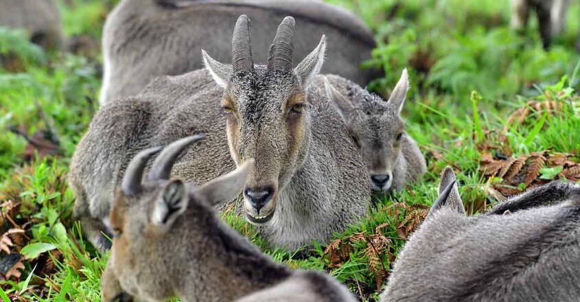 2munnar-nilgiri-thar 2munnar-nilgiri-thar