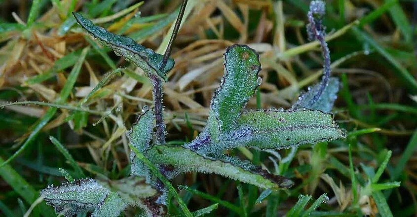 4munnar-ice 4munnar-ice