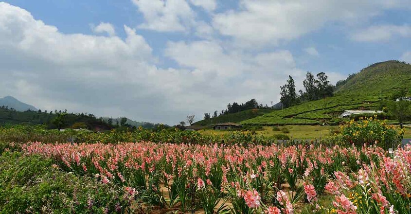 7munnar-garden 7munnar-garden