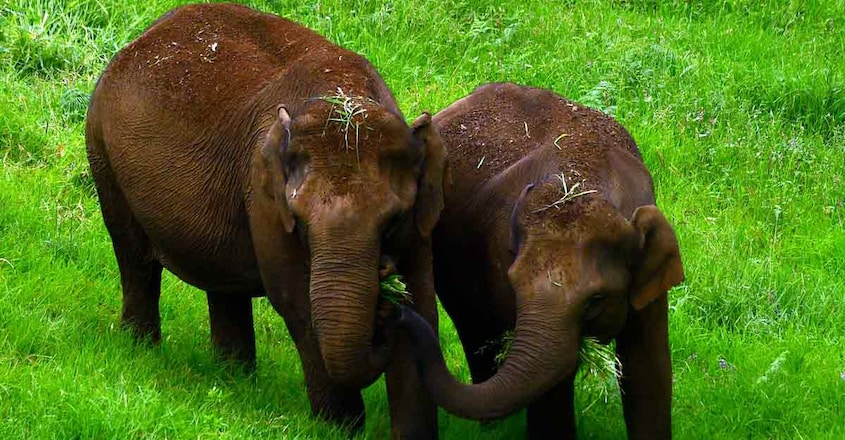 8maatupetty-wild-elephants 8maatupetty-wild-elephants