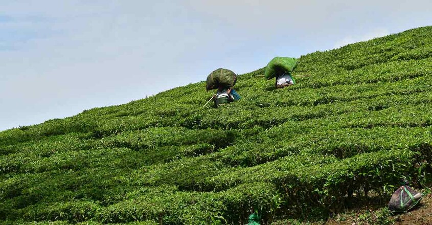 8munnar-tea-plantation 8munnar-tea-plantation