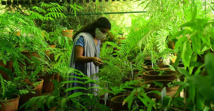 Malabar-botanical-garden-fern-house-@-vmt-5 Malabar-botanical-garden-fern-house-@-vmt-5