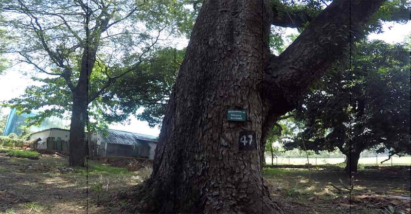 Bolgaty-Palace-Tree3 Bolgaty-Palace-Tree3