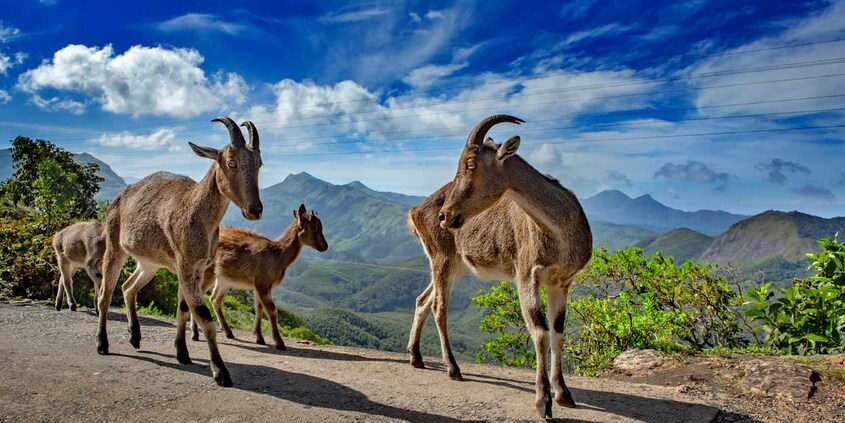 nilgiri-tahrs nilgiri-tahrs