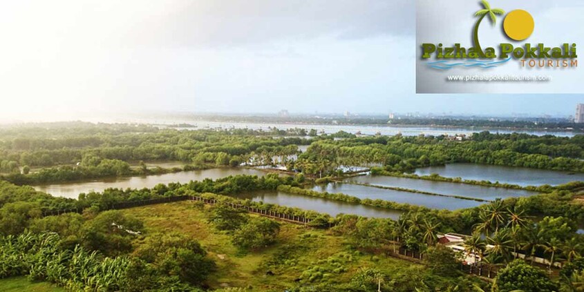 pizhala-pokkali-tourism1 pizhala-pokkali-tourism1