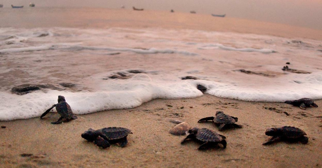 Tortoise-sea Tortoise at Kolayikadav in Payyoli near Kozhikode (File Photo)