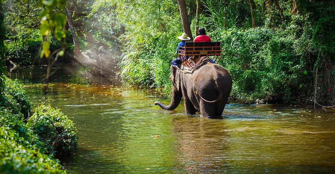 Elephants trekking Thailand. Image Credit : pixfly/shutterstock