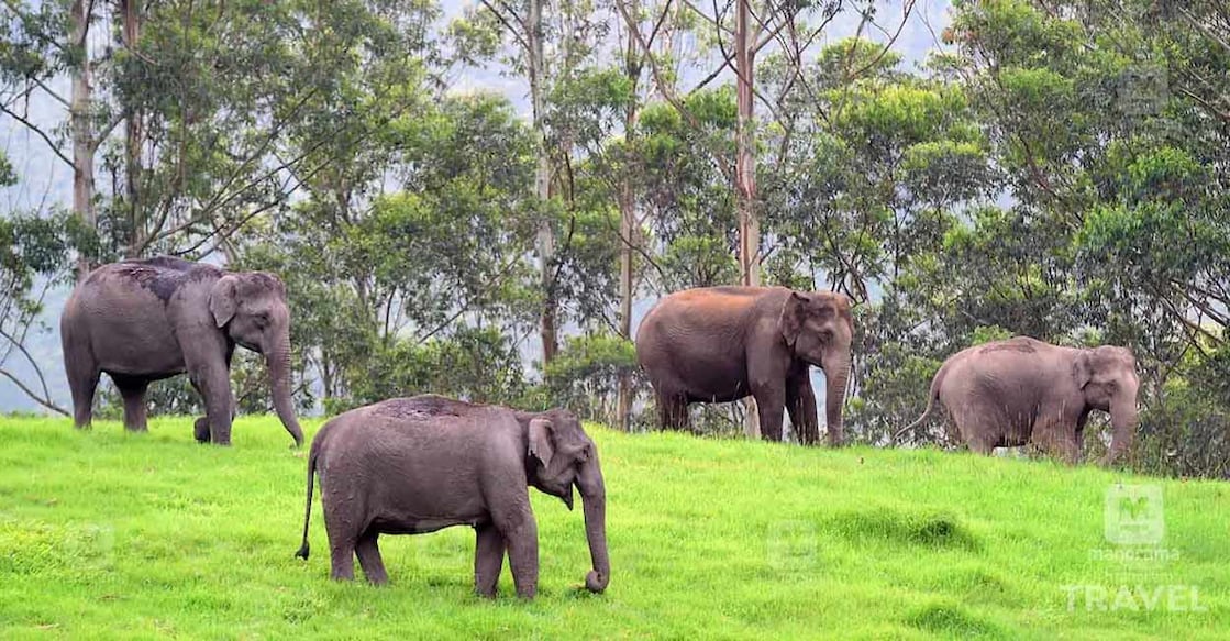 Munnar. Image Credit : Rijo Joseph