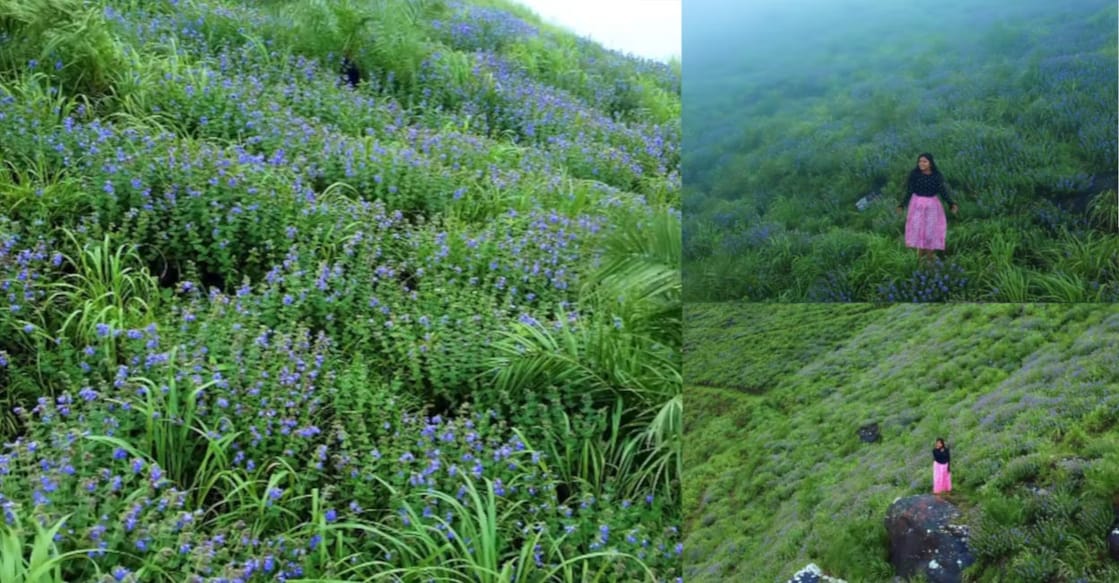 This year, Neelakurinji has bloomed in the Parunthumpara area of Peermade in Kerala's Idukki district. Photo: Mountain Pirates